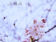 -西北湖绿化广场