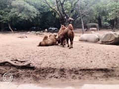 -广州长隆野生动物世界