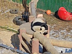 -沈阳森林动物园