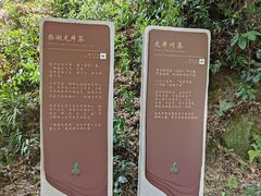 -十八棵（老龙井）御茶园(老龙井店)