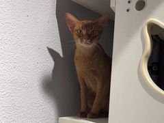 -琪喵猫屋·撸猫猫咖·猫舍
