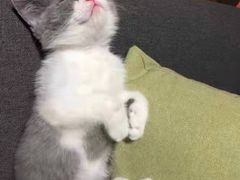 -客栈猫舍(中央北路店)