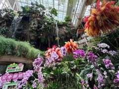 -正佳雨林生态植物园