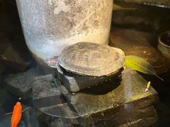 -夹夹大·蟹蟹大排档(财富又一城店)