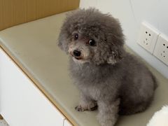 -瑞派康怡24h宠物医院·犬猫医疗中心·微创绝育(瑞景分院)