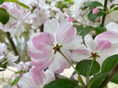 -海棠花溪(元大都城垣遗址公园)