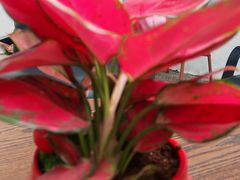 -优衣库(上海金桥国际商业广场店)