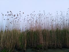 -长兴太湖图影湿地文化园