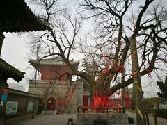 千年槐树-洛阳周公庙博物馆