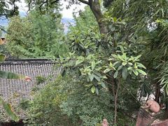 -老君山