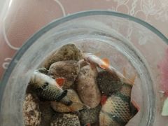 -宝鸡东道花鸟鱼虫市场(吉利花园商场店)