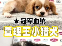 -萌宠之家·腊肠犬·马尔泰·小体犬舍