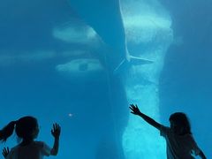 -海合安武汉极地海洋公园