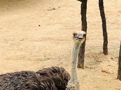 -西霞口神雕山野生动物世界