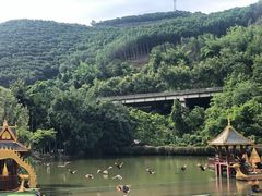 -西双版纳原始森林公园
