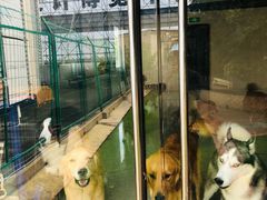 -汪说喵讲宠物乐园宠物酒店(红星美凯龙店)