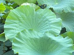 -艾溪湖湿地公园