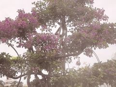 -荷兰花海