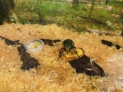 -上海大自然野生昆虫馆