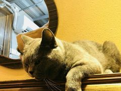 -more than meow吴止猫主题餐厅(承德 中船汇店)