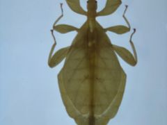 -上海昆虫博物馆