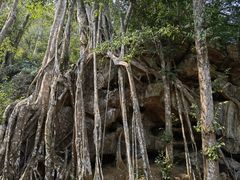 -中国科学院西双版纳热带植物园