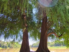 -南宁良凤江国家森林公园