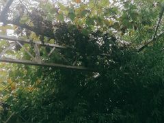 -白鹿原葡萄主题公园