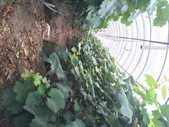 -马陆小张葡萄园农家乐