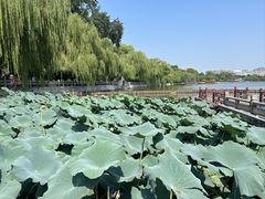 -济南大明湖景区