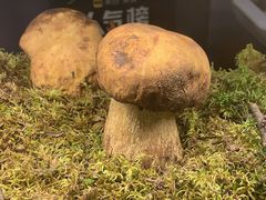 -滇野云南野生菌餐厅(陕西南路店)