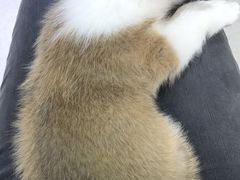 -哆趣宠物医院·眼科·内镜·急重症转诊中心(上海店)