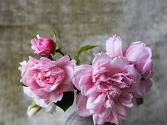 -吉野家(人和香港城店)