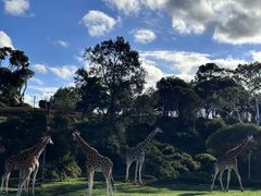 -威勒比开放式动物园