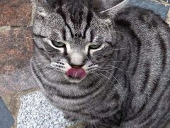 -喵屿·大理花园猫咖