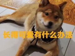 -柴务处·柴犬主题狗咖