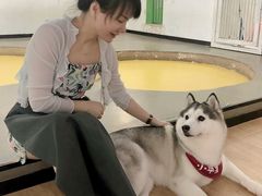 -Husky Go! 哈士奇体验馆·宠物咖啡厅狗咖