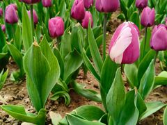 -洛阳郁金香牡丹园