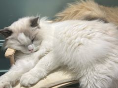 -安格丽娜·狗咖·猫咖羊驼咖(春熙路百盛商场店)