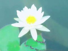 -明珠湖天鹅苑·农家菜馆