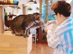大堂-喵园·猫主题咖啡厅·撸猫·猫咖(国贸店)