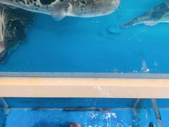 -天正河鲀·河豚亭(大连店)