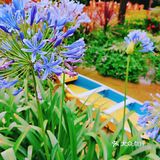 仲夏龙蒿🌿，种下美食与爱的希望🌻‖美食攻略