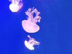 -海合安青岛极地海洋公园