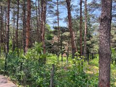 -帽儿山国家森林公园