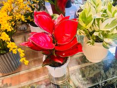 -双季花艺园艺市场(浦东店)