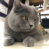 听见塑料袋声音会向你飞奔而来,喜欢舔jiojio