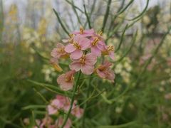 -杭州湾海上花田景区