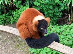 -阿提斯皇家动物园