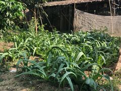 -开平碉楼文化旅游区马降龙景区